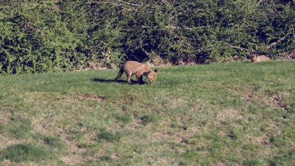 Baby foxes playing