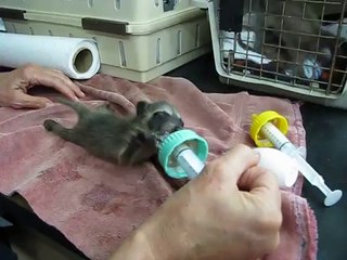 Baby Raccoon Bottle-Feeding