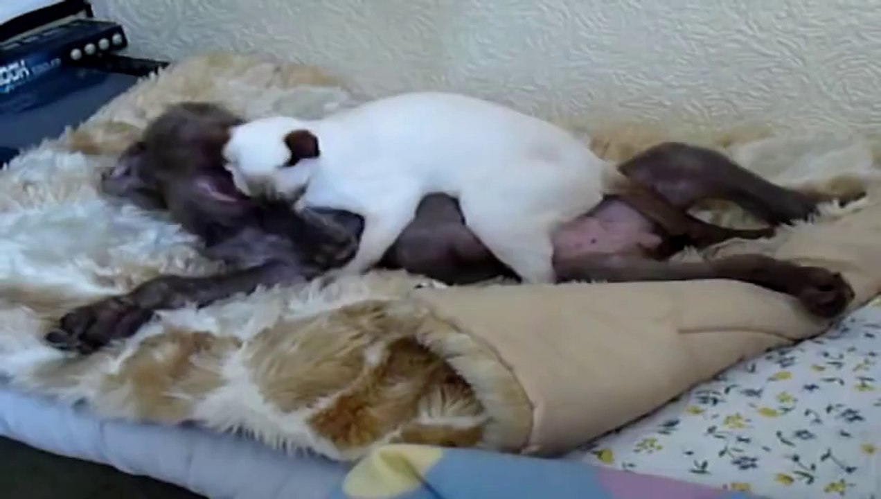 Siamese Cat Fights Puppy