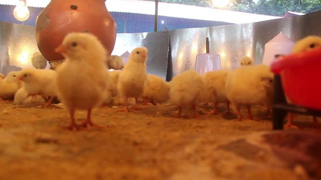 Visited poultry farm today and saw these cute chicks