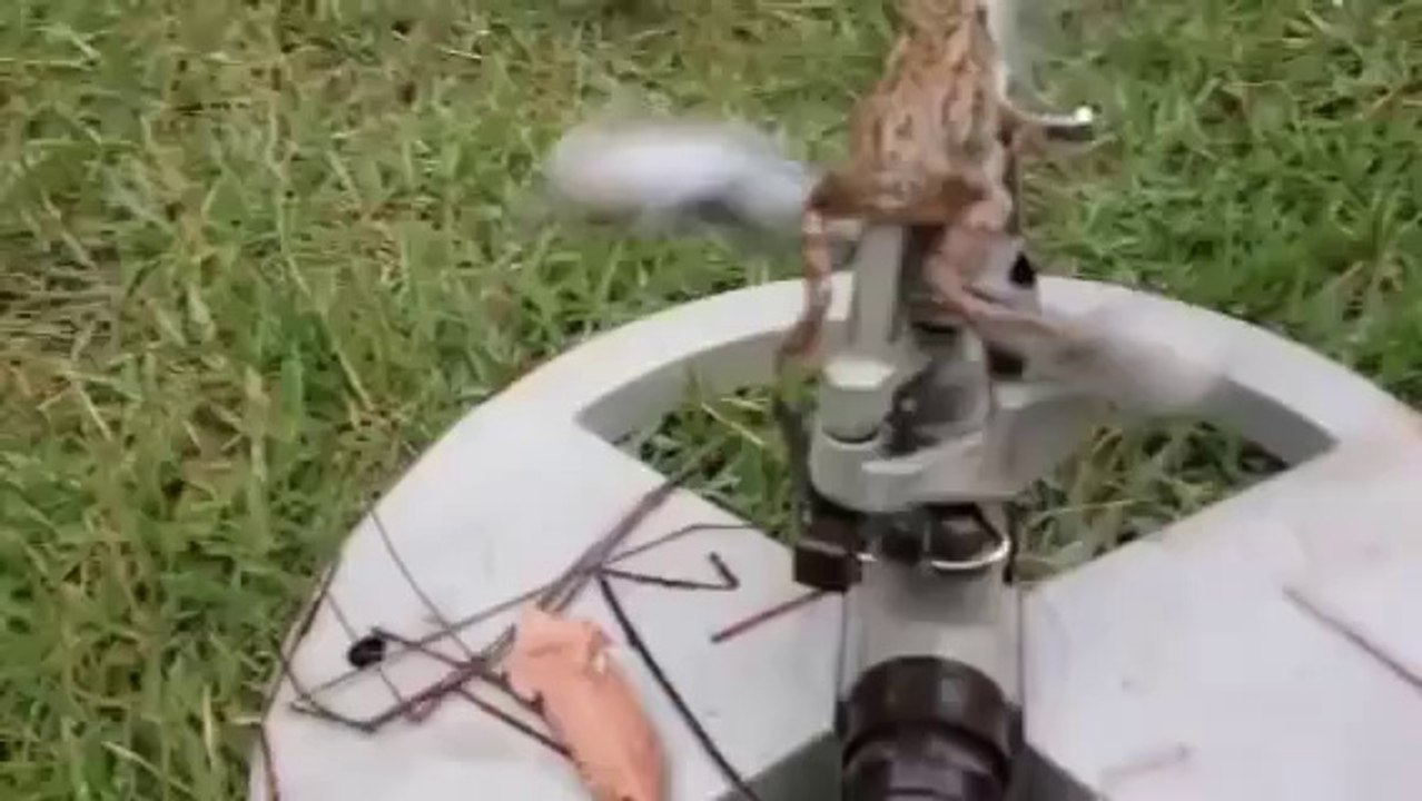Frog On A Sprinkler