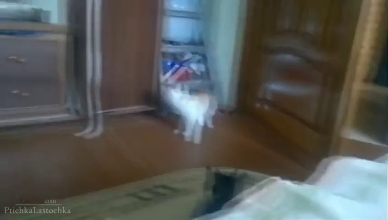 Cats Fail Compilation 2013