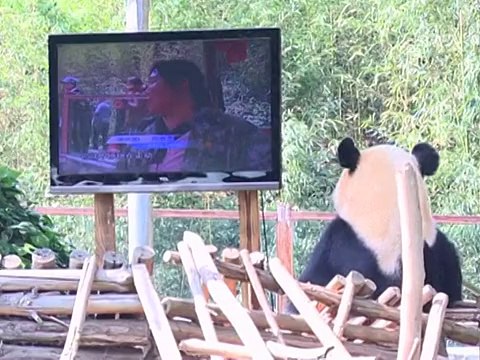 Среди китайских панд в неволе – пополнение