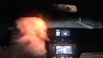 Elle frappe un chien avec sa voiture ce qui arrive ensuite est incroyable