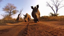 Rhino punching a GoPro! So impressive Rhino kiss!