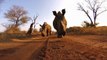 Un Rhino met un coup de tête à une GoPro