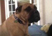 Bullmastiff Barks Until He's Lifted Onto the Bed