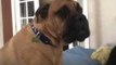 Bullmastiff Barks Until He's Lifted Onto the Bed