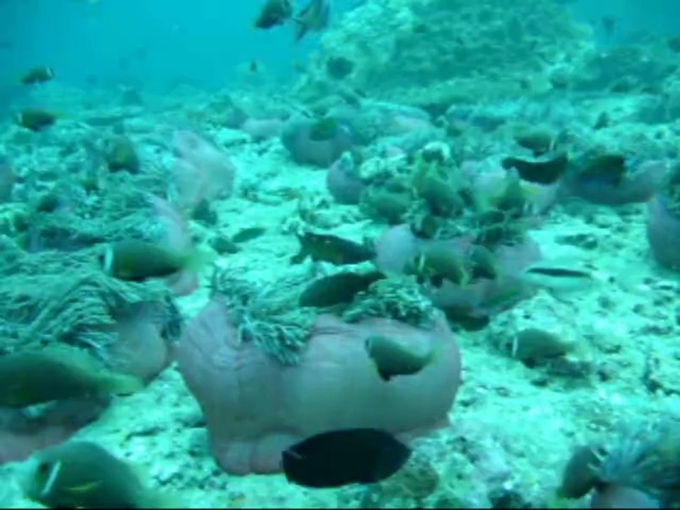 Carte postale des Maldives
