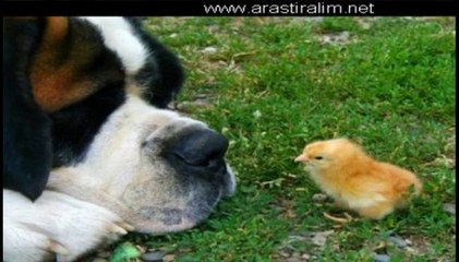 rintintin redkit in sadık köpeği kedi yavru kedi ve civciv - kubilaysavash