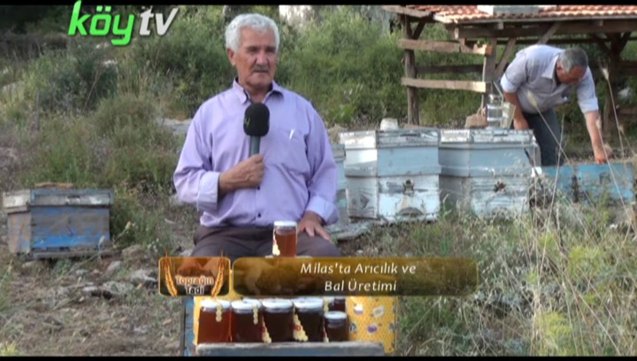 MİLASTA ARICILIK VE BAL ÜRETİMİ