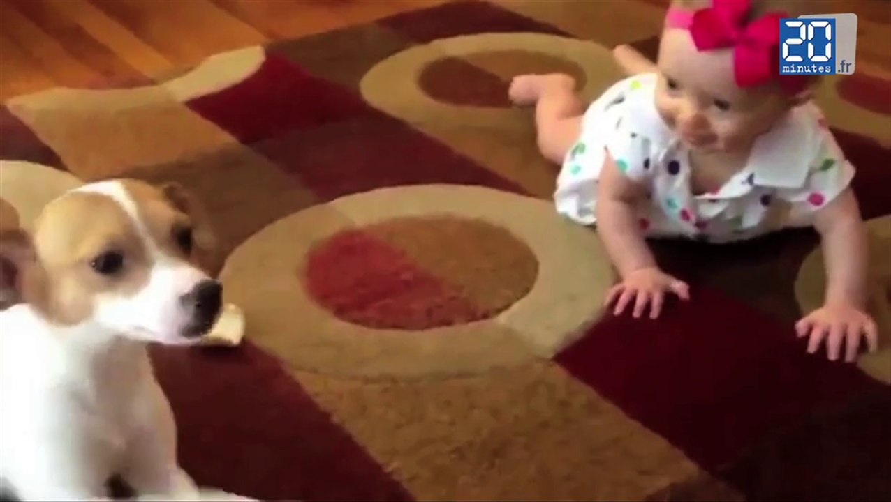 Cute: Un chien apprend à un bébé comment ramper