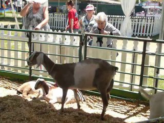 ALAMEDA COUNTY FAIR 2014. 11