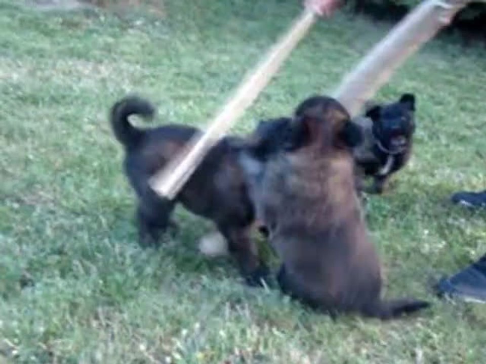 Chiots Tervueren 5 semaines 1/2