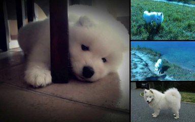 Samoyède Fan Club ...