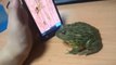 Breaking News Dailymotion Funny Animals Video latest|Bull Frog playing Ant smasher