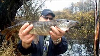 Pike caught on bait automatically