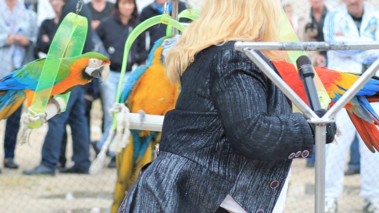 grenouillade 2014 spectacle perroquets diaporama