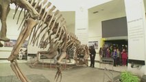 Fósiles del mayor dinosaurio asombran a miles