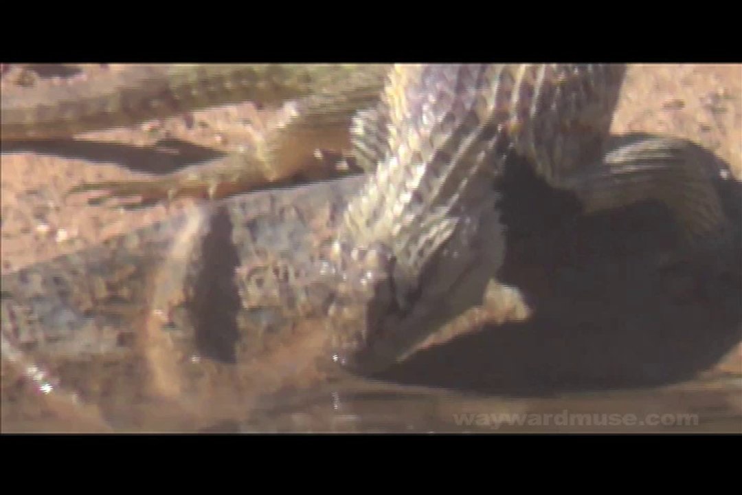 Lizard & Squirrel Share a Drink in the Desert