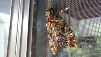 Freaky Japanese Moth!