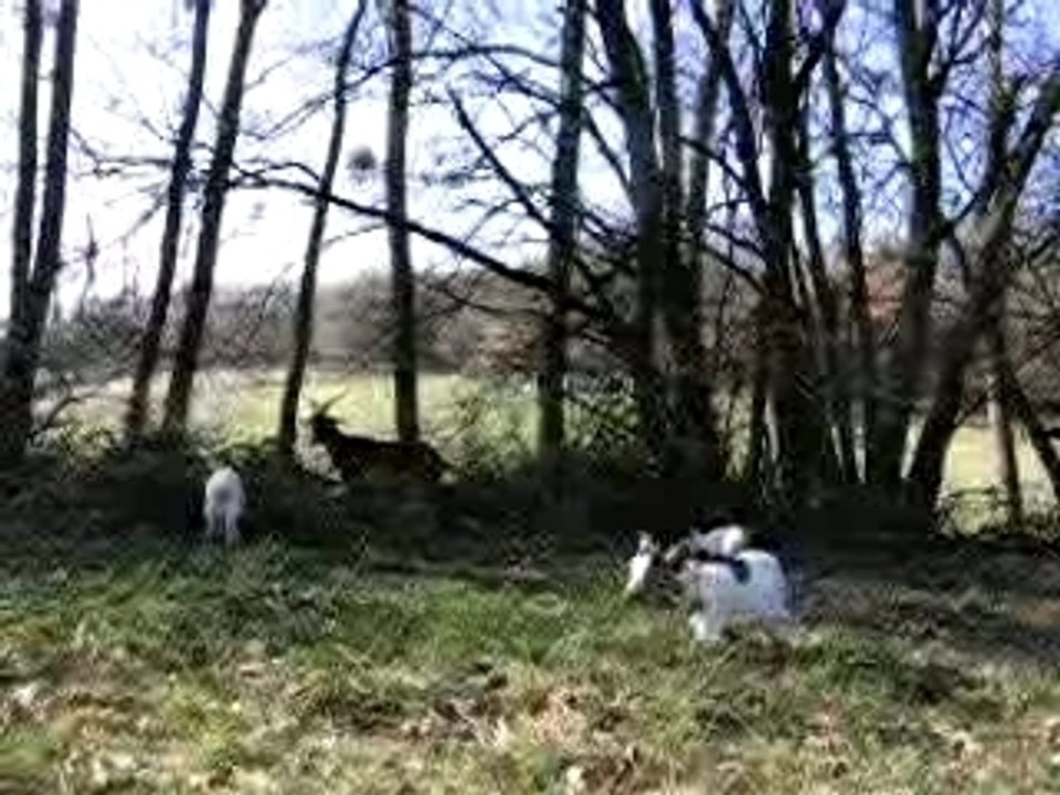 Lili et paillette 129