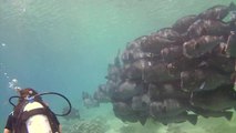 Hovering bumphead parrotfish cloud in Sipadan II