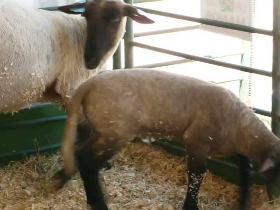 ALAMEDA COUNTY FAIR 2014. 13