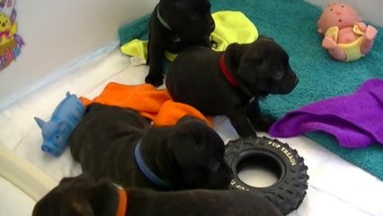22ème vidéo de la 15ème portée staffie de Staffordland