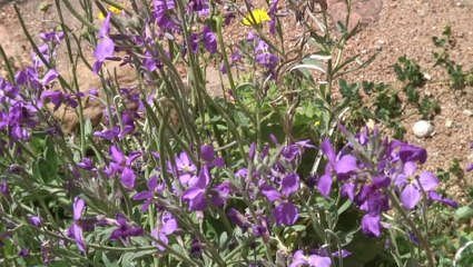 Randonnée sur le Mare e Monti, en Corse