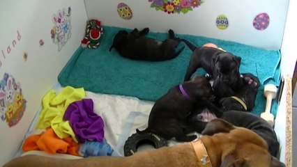 24ème vidéo de la 15ème portée staffie de Staffordland
