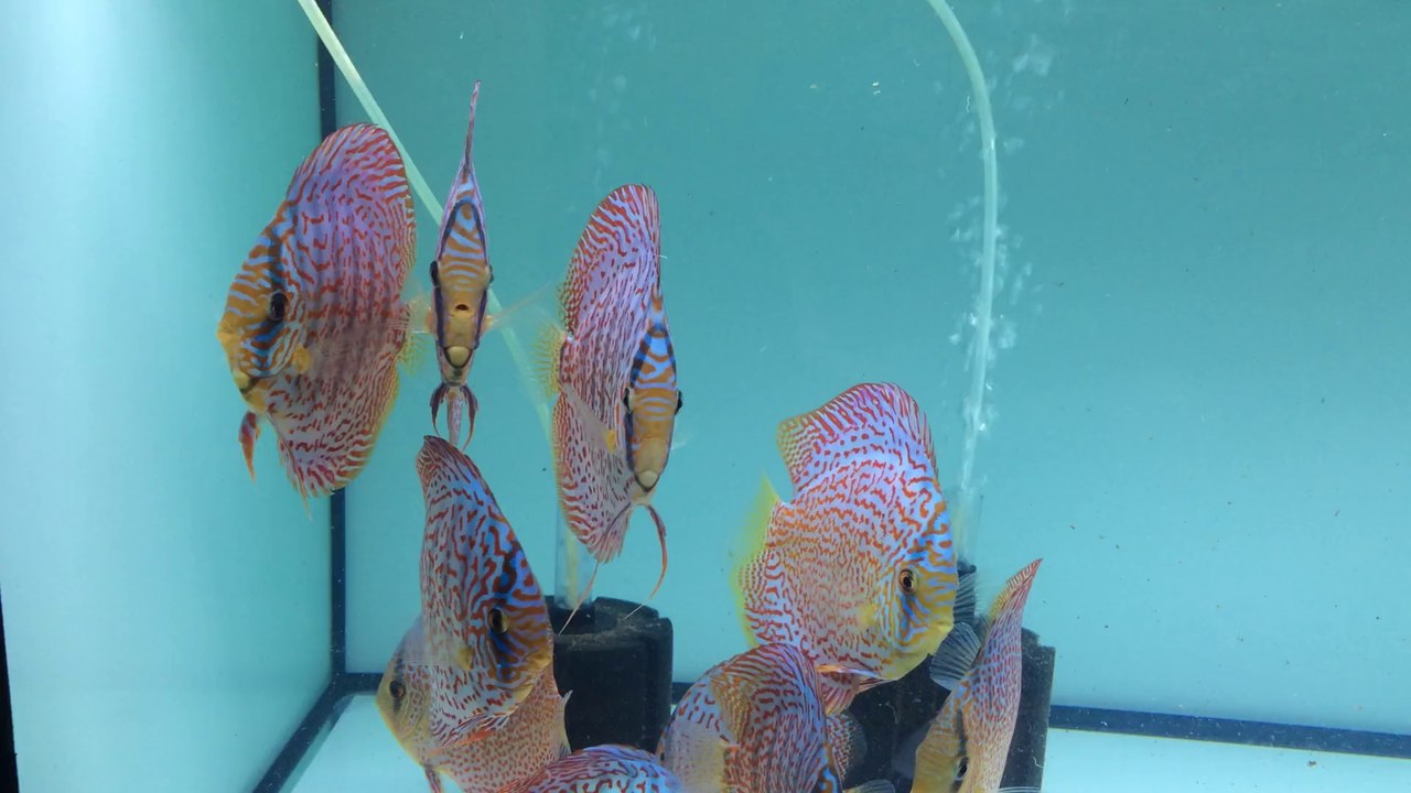 Leopar ve Lss Discus