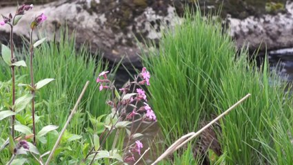 Le chemin de Compostelle: Le Puy - Saint Jacques