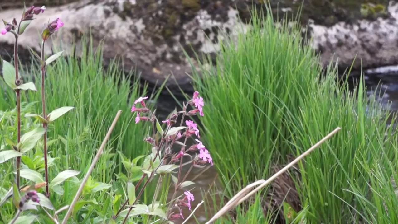 Le chemin de Compostelle: Le Puy - Saint Jacques
