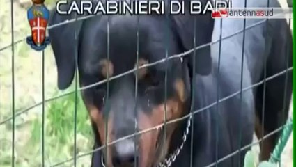 TG 01.07.14 Estate, aumenta l'abbandono dei cani. La Puglia in testa