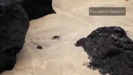 정선카지노후기 【Ｗ Ｏ Ｗ ７ ７ ８ Ｃ ㅇ Ｍ 】정선 카지노 후기 동영상