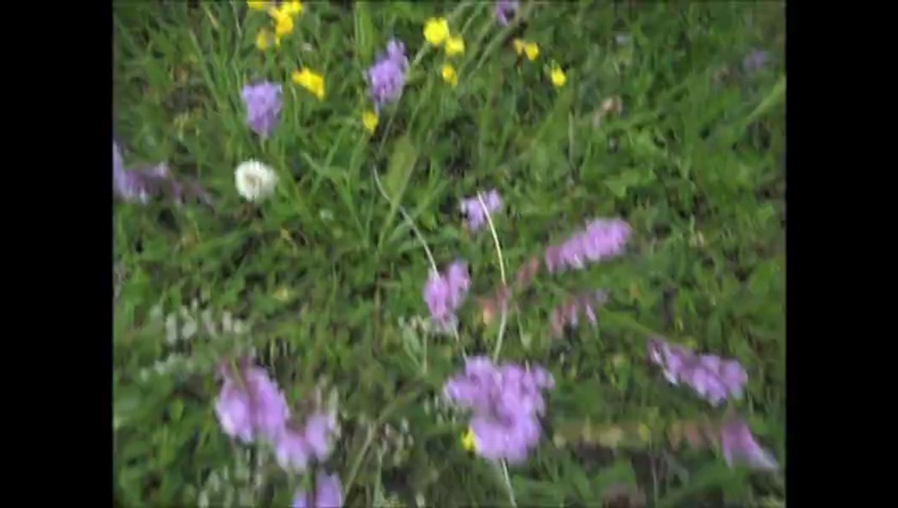 SATLIK KUM OCAĞI ARDAHAN-HANAK DA  YÜKSEK REZERVLİ  03 BAZALT