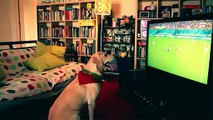 Ce chien est le meilleur supporter de foot du Portugal !