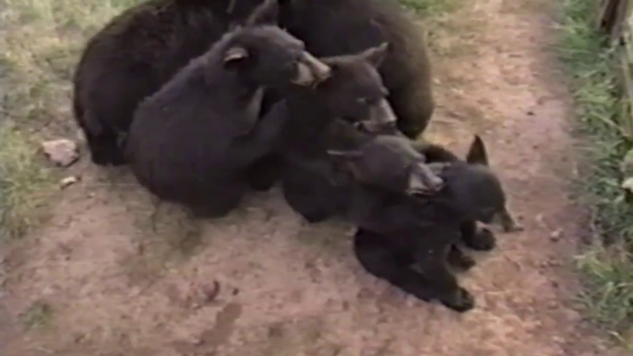 Des ours font des trucs d'humain - compilation d'animaux marrants.