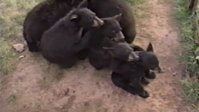 Des ours font des trucs d'humain - compilation d'animaux marrants.