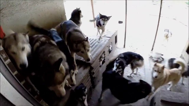 So adorable Huskies : share the life of 17 dogs - filmed with GoPro