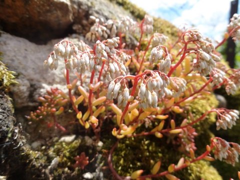 Le Puy - Conques - Figeac, 1/3, sur les chemins vers Compostelle…