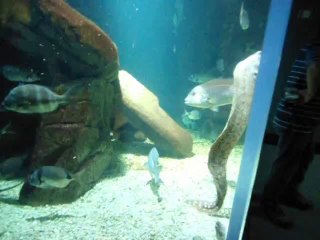 snail fish in aquarium france