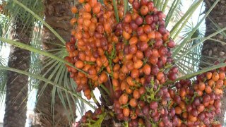 Benefits of Dates or Palms in Ramzan