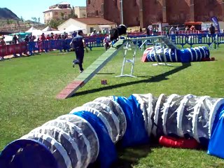 Individual Agility Qualification Gotor Cup 2014