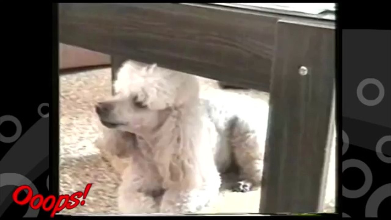 Pranks - Gags - Win - Fail.114