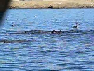 Lions de mer groupe 1