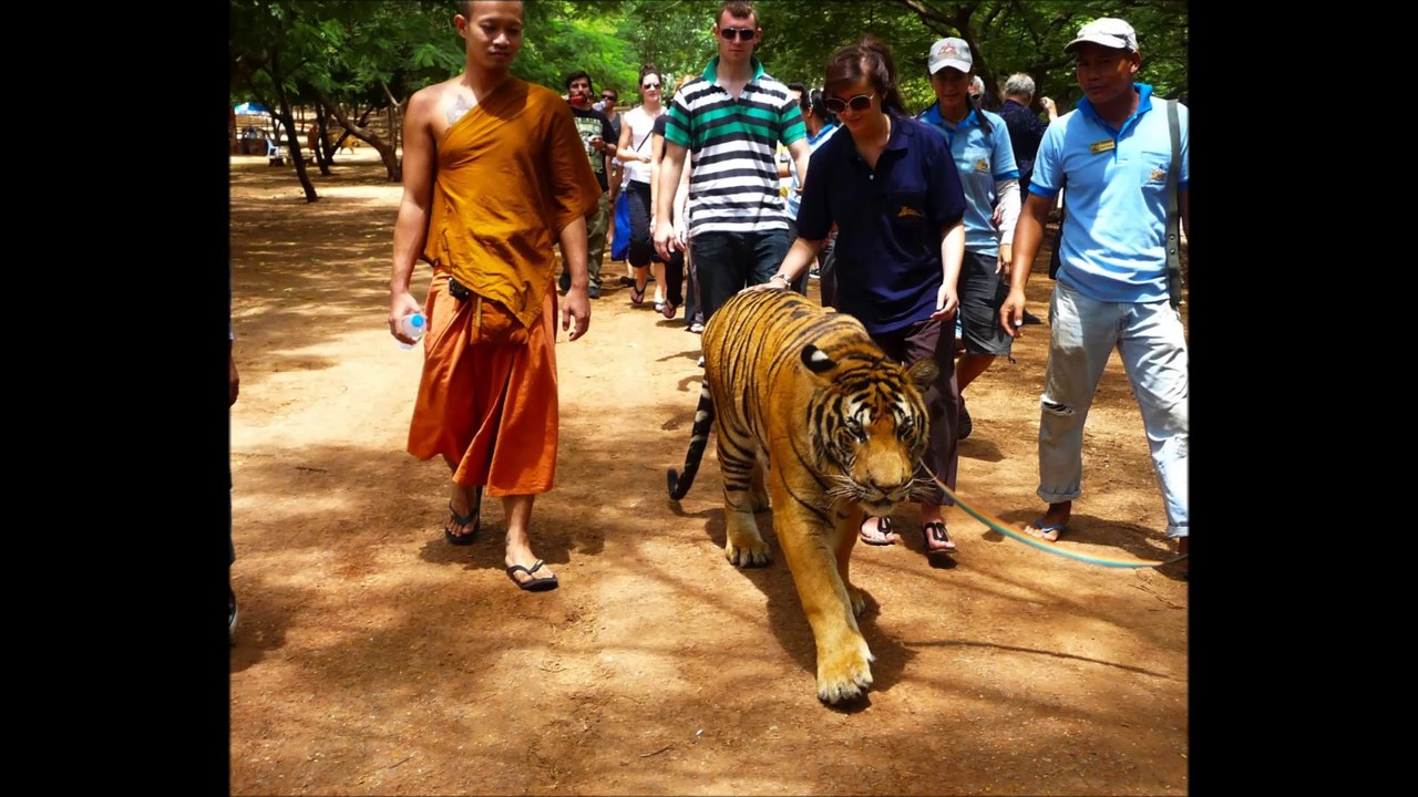 les tigres