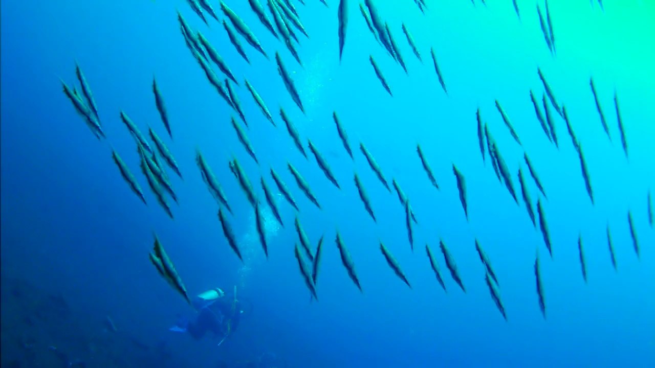 Razorfish in Seraya secrets