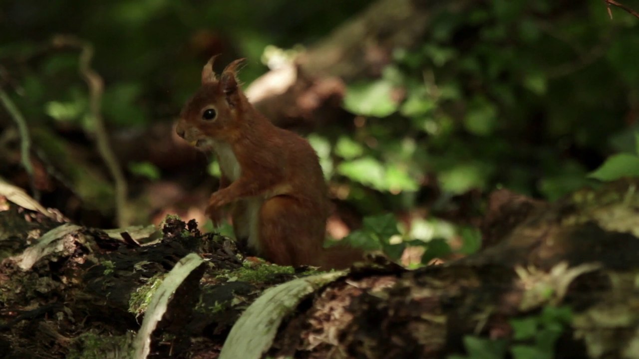 L'écureuil roux (Le Tour de France de la biodiversité 2/21)
